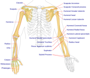 Human arm bones diagram