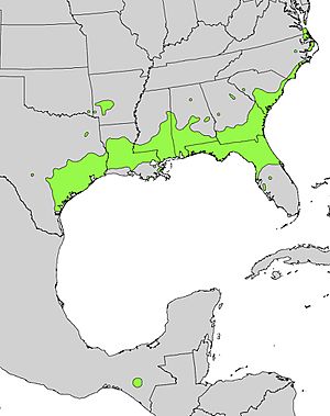 Ilex vomitoria range map.jpg