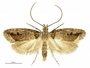 Izatha caustopa male.jpg