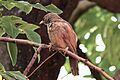 Jungle babbler in Chandigarh