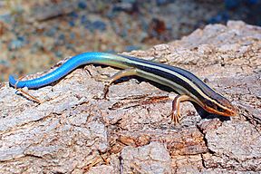 Juvenile Western Skink (Plestiodon skiltonianus)