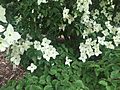 Kousa Dogwood in early June