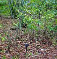 Krugiodendron ferreum - McKee Botanical Garden - Vero Beach, Florida - DSC03107