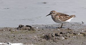 Least Sandpiper (29509461285)