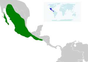 Leptonycteris yerbabuenae map.svg