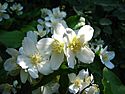 Lewis's Mock-orange NFUW - Umatilla NF Oregon.jpg