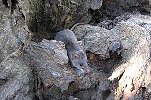 Mangrove mouse Sandringham Bay Conservation Park.jpg