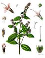 Mentha × piperita - Köhler–s Medizinal-Pflanzen-095