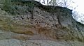 Merops apiaster burrows