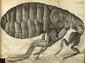 Micrographia, or, Some physiological descriptions of minute bodies made by magnifying glasses (Tab XXXIV) BHL786604