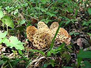 Morilles