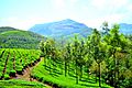 Munnar hill station 