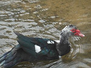 Muscovy drake Graniteville SC USA