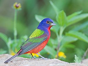 Painted Bunting by Dan Pancamo