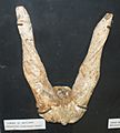 Palaeoreas lindermayeri