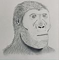 Paranthropus robustus female