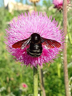 Paulista Bumble Bee imported from iNaturalist photo 171066254 on 18 November 2023.jpg