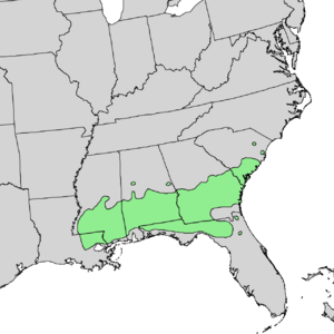 Pinus glabra range map.png