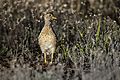 Plains-wanderer male 8055