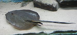 Plesiotrygon iwamae (Buffalo Zoo).jpg