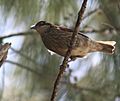 Polynesian Starling