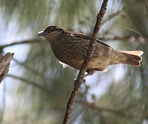 Polynesian Starling