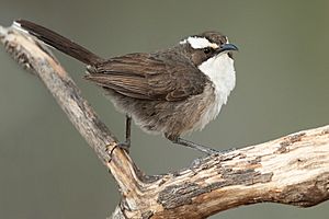 Pomatostomus superciliosus - Glen Alice.jpg