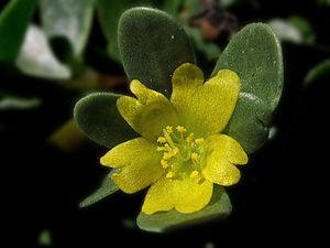 Portulaca (23559906595)