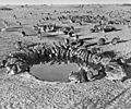 Rabbits MyxomatosisTrial WardangIsland 1938