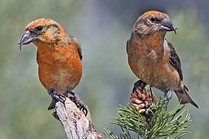 Red Crossbills (Male).jpg