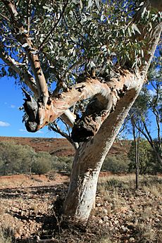 RiverRedGum CentralAustralia