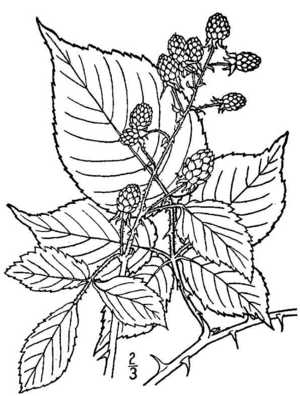 Rubus allegheniensis (Allegheny blackberry).png