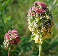 Sanguisorba minor W