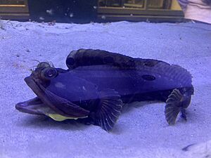 Sarcastic Fringehead California ScienCenter.jpg