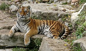 Siberian Tiger