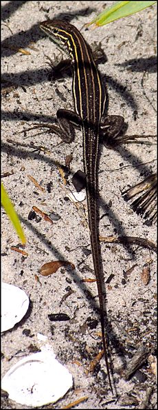 Six-lined Racerunner, Coconut Point