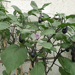 Solanum melongena ja02.jpg