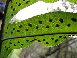 Starr-120425-4971-Phlebodium aureum-sori-Waikapu Valley-Maui (25139983485)