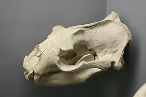 Stellerskull