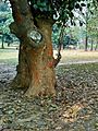 Stem of jackfruits tree