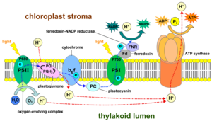 Thylakoid membrane 3