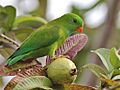 Vernal-Hanging-Parrot