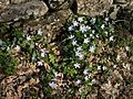 Vinca-difformis-20090309-1