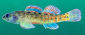 Watercress Darter.jpg