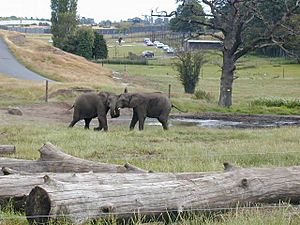 West Midland Safari Park