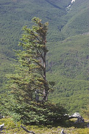 Windswept tree TdP