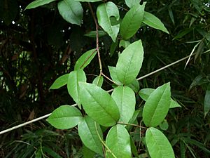 Zanthoxylum nitidum.jpg