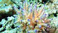 Acropora nasuta, isla Johnston