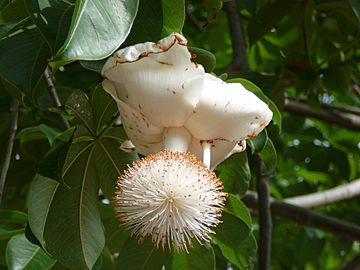 Adansonia digitata 0013