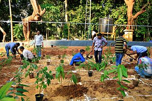 Afforestation at Kanakakunnu